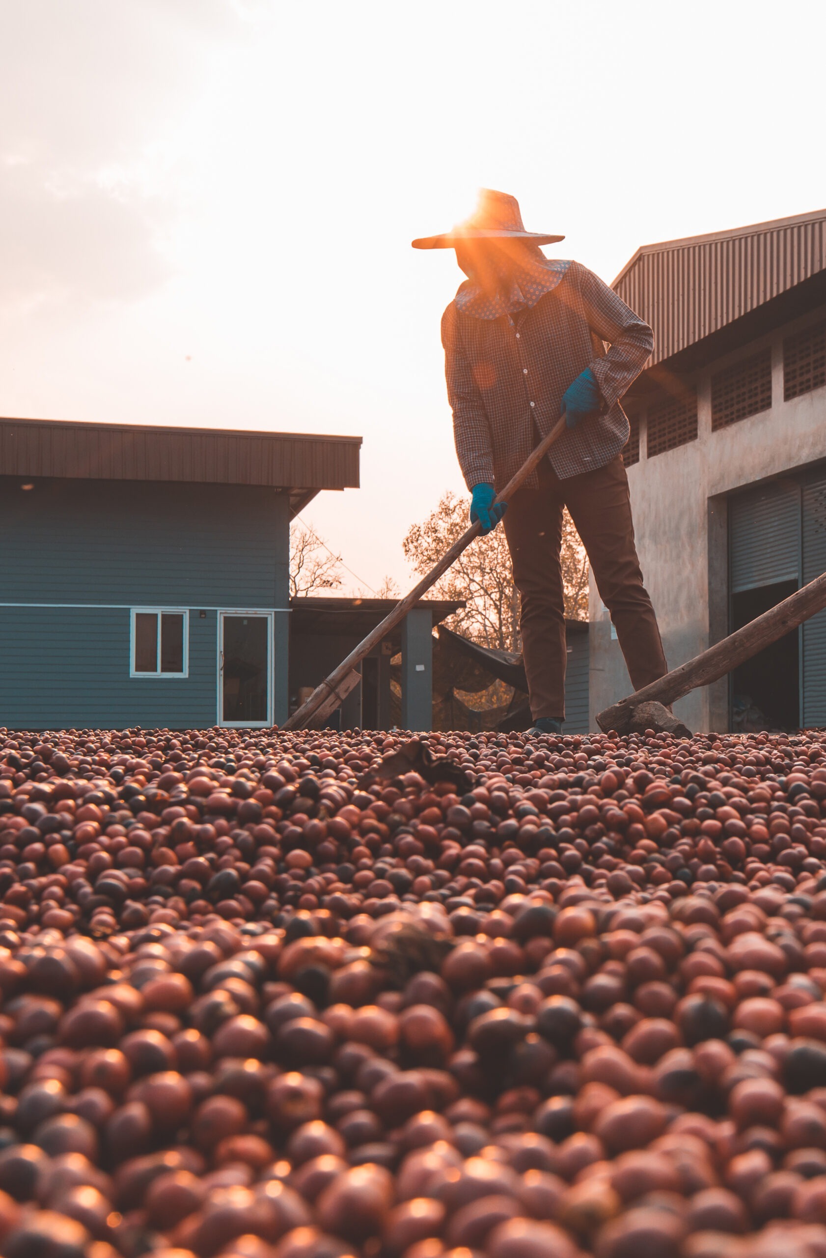 Macadamia harvesting